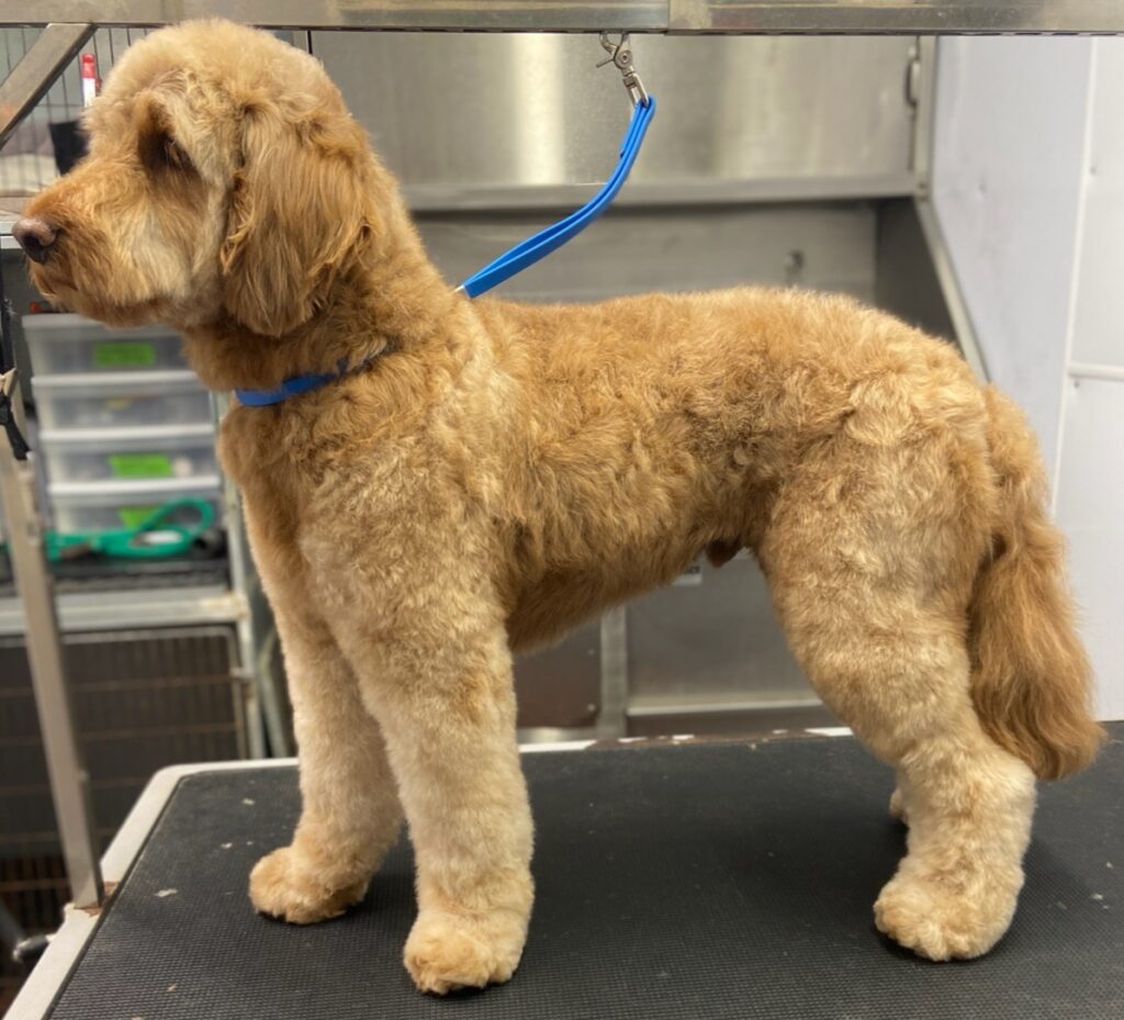 Dog Grooming